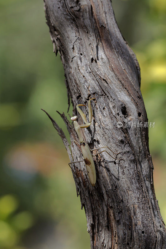 雌性螳螂(mantis religiosa)坐在树上特写